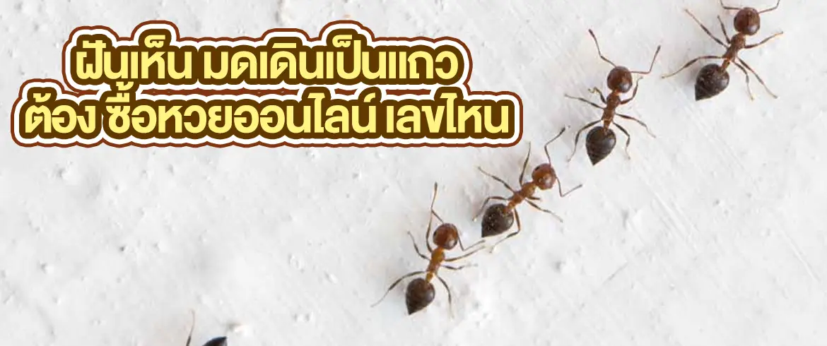 ฝันเห็น มดเดินเป็นแถว ทำนายฝันแม่นๆกับเราได้แล้วที่ amblotto1234