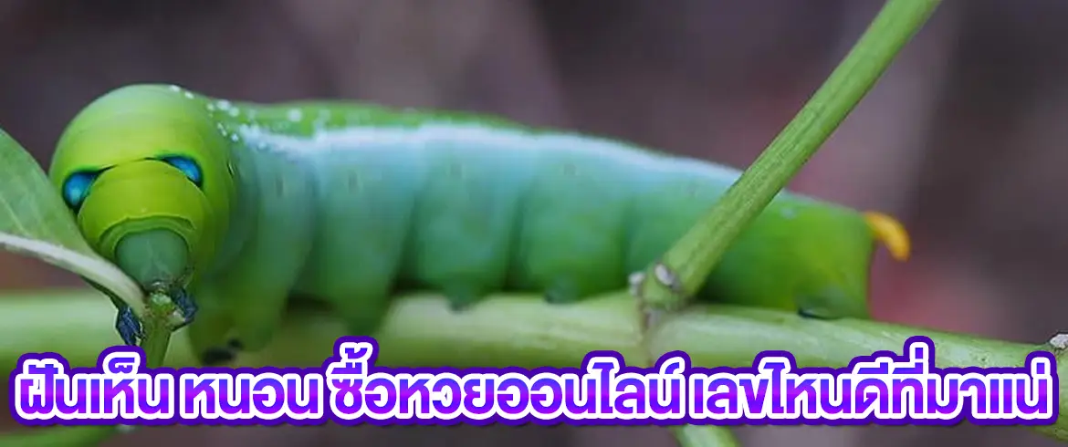 ฝันเห็น หนอน ตีเลขเด็ดทำนายฝันทำนายดวงได้แล้วที่ amblotto1234