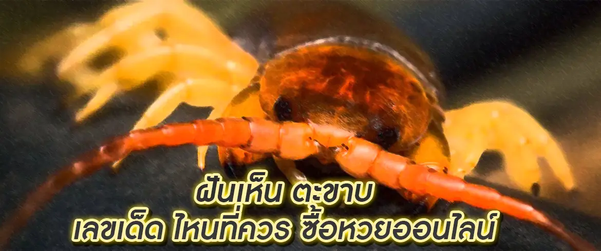 ฝันเห็น ตะขาบ วิเคราะห์เลขเด็ด ลุ้นได้สนุกได้แบบมั่นใจ เลล่นหวยออนไลน์จับคู่เลขเด็ดที่นี่ได้เงินชัวร์ amblotto1234